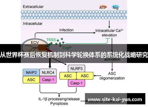 从世界杯赛后恢复机制到科学轮换体系的系统化战略研究 从世界杯赛后恢复机制到科学轮换体系的系统化战略研究